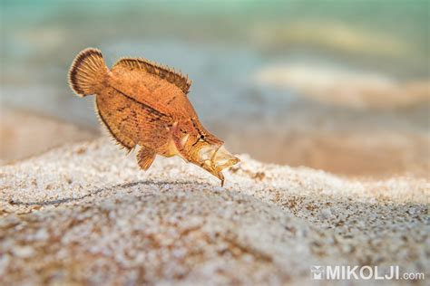 leaf fish|Amazon leaffish .